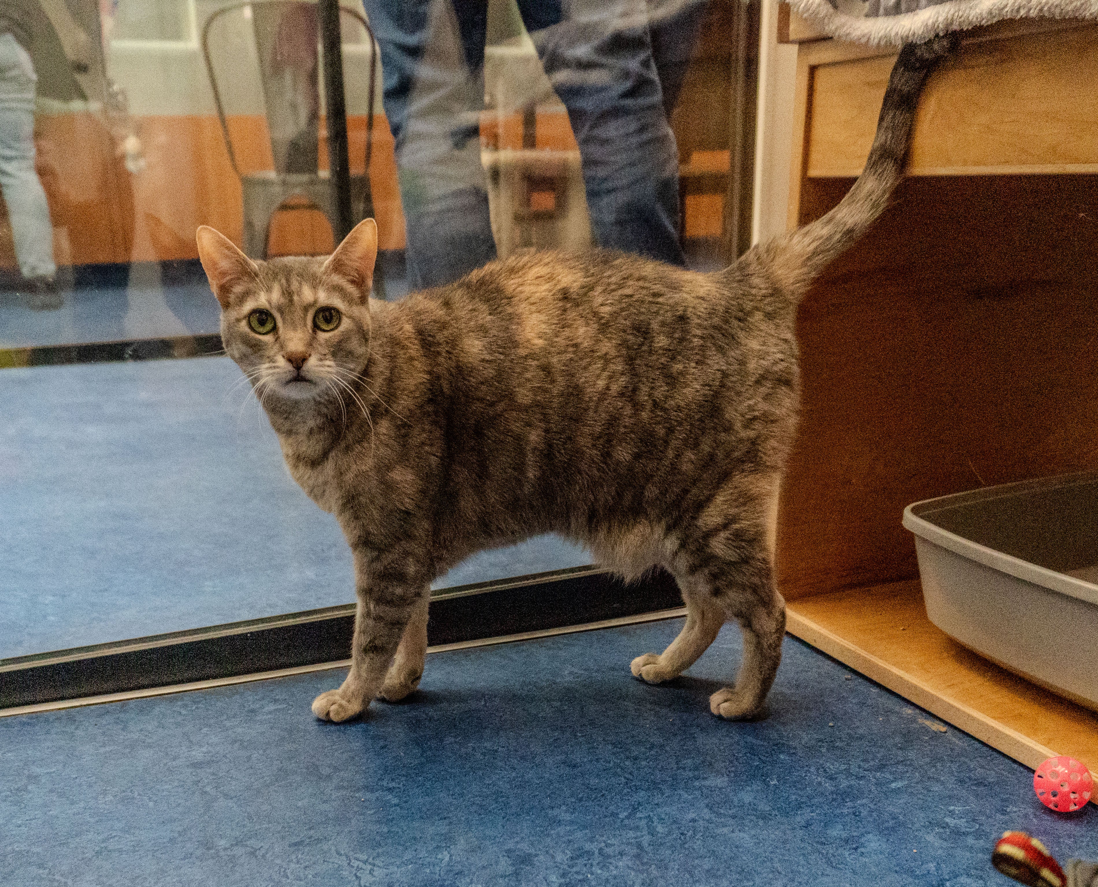 katzie the cat
