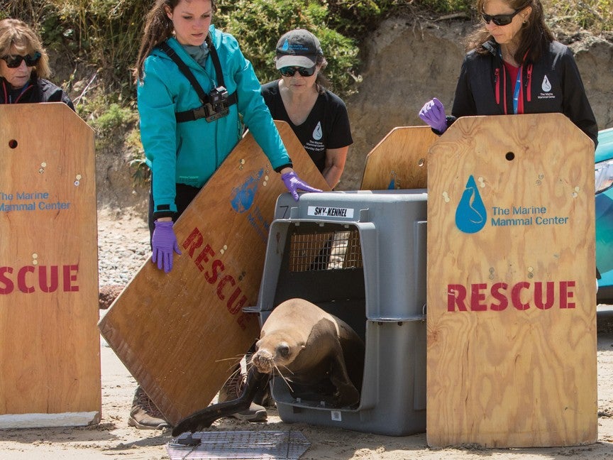 Marine Mammal Center staff rescuing a sea lion into a kennel
